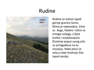 Rudine
Rudine se nalaze ispod
gornje granice šume.
Klima je nepovoljna. Zime
su duge, hladne i oštre sa
mnogo snijega, a ljeta
kratka i osvježavajuća.
Životinje poput surog orla
su prilagođene na tu
situaciju. Neke ptice se
sela,a neke životinje žive
ispod zemlje.
 