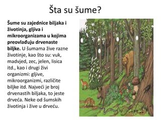 Šume su zajednice biljaka i
životinja, gljiva i
mikroorganizama u kojima
preovlađuju drvenaste
biljke. U šumama žive razne
životinje, kao što su: vuk,
madvjed, zec, jelen, lisica
itd., kao i drugi živi
organizmi: gljive,
mikroorganizmi, različite
biljke itd. Najveći je broj
drvenastih biljaka, to jeste
drveća. Neke od šumskih
životinja i žive u drveću.
Šta su šume?
 