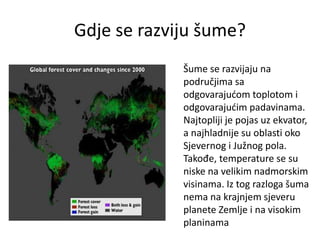 Gdje se razviju šume?
Šume se razvijaju na
područjima sa
odgovarajućom toplotom i
odgovarajućim padavinama.
Najtopliji je pojas uz ekvator,
a najhladnije su oblasti oko
Sjevernog i Južnog pola.
Takođe, temperature se su
niske na velikim nadmorskim
visinama. Iz tog razloga šuma
nema na krajnjem sjeveru
planete Zemlje i na visokim
planinama
 