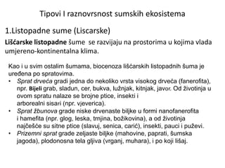 Tipovi I raznovrsnost sumskih ekosistema
1.Listopadne sume (Liscarske)
Lišćarske listopadne šume se razvijaju na prostorima u kojima vlada
umjereno-kontinentalna klima.
Kao i u svim ostalim šumama, biocenoza lišćarskih listopadnih šuma je
uređena po spratovima.
• Sprat drveća gradi jedna do nekoliko vrsta visokog drveća (fanerofita),
npr. Bijeli grab, sladun, cer, bukva, lužnjak, kitnjak, javor. Od životinja u
ovom spratu nalaze se brojne ptice, insekti i
arborealni sisari (npr. vjeverica).
• Sprat žbunova grade niske drvenaste biljke u formi nanofanerofita
i hamefita (npr. glog, leska, trnjina, božikovina), a od životinja
najčešće su sitne ptice (slavuj, senica, carić), insekti, pauci i puževi.
• Prizemni sprat grade zeljaste biljke (mahovine, paprati, šumska
jagoda), plodonosna tela gljiva (vrganj, muhara), i po koji lišaj.
 
