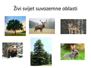 Živi svijet suvozemne oblasti
 
