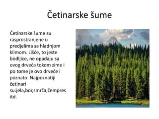 Četinarske šume
Četinarske šume su
rasprostranjene u
predjelima sa hladnjom
klimom. Lišće, to jeste
bodljice, ne opadaju sa
ovog drveća tokom zime i
po tome je ovo drveće i
poznato. Najpoznatiji
četinari
su:jela,bor,smrča,čempres
itd.
 