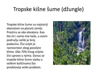 Tropske kišne šume (džungle)
Tropske kišne šume su najstariji
ekosistem na planeti zemlji.
Prostiru se oko ekvatora. Kao
što im i samo ime kaže, u ovom
području veliki je broj
padavina. Živi svijet je
raznovrstan zbog povoljne
klime. Oko 70% živog svijeta
živi upravo u njima. Danas se
tropske kišne šume sijeku u
velikim količinama što
predstavlja veliki problem.
 