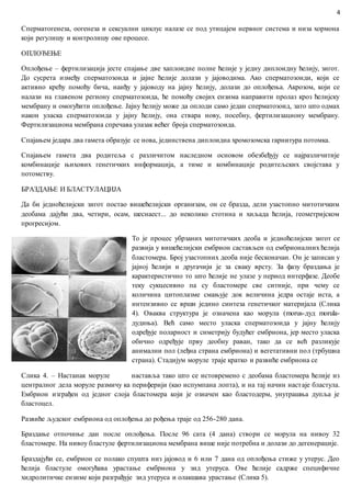 Биологија развића | PDF