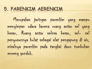 5. PARENKIM AERENKIM

Merupakan jaringan parenkim yang mampu
menyimpan udara karena ruang antar sel yang
besar. Ruang antar selnva besar, sel- sel
penyusunnya bulat sebagai alat pengapung di air,
misalnya parenkim pada tangkai daun tumbuhan
enceng gondok.

 