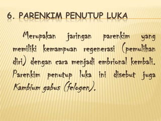 6. PARENKIM PENUTUP LUKA

Merupakan jaringan parenkim yang
memiliki kemampuan regenerasi (pemulihan
diri) dengan cara menjadi embrional kembali.
Parenkim penutup luka ini disebut juga

Kambium gabus (felogen).

 
