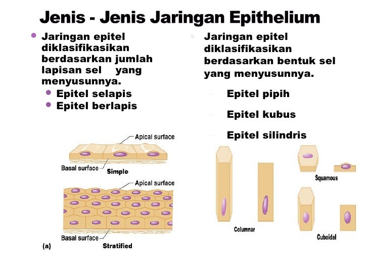 Jaringan epitelium