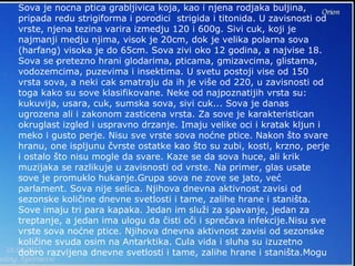 Sova je nocna ptica grabljivica koja, kao i njena rodjaka buljina,
pripada redu strigiforma i porodici strigida i titonida. U zavisnosti od
vrste, njena tezina varira izmedju 120 i 600g. Sivi cuk, koji je
najmanji medju njima, visok je 20cm, dok je velika polarna sova
(harfang) visoka je do 65cm. Sova zivi oko 12 godina, a najvise 18.
Sova se pretezno hrani glodarima, pticama, gmizavcima, glistama,
vodozemcima, puzevima i insektima. U svetu postoji vise od 150
vrsta sova, a neki cak smatraju da ih je više od 220, u zavisnosti od
toga kako su sove klasifikovane. Neke od najpoznatijih vrsta su:
kukuvija, usara, cuk, sumska sova, sivi cuk... Sova je danas
ugrozena ali i zakonom zasticena vrsta. Za sove je karakteristican
okruglast izgled i uspravno drzanje. Imaju velike oci i kratak kljun i
meko i gusto perje. Nisu sve vrste sova noćne ptice. Nakon što svare
hranu, one ispljunu čvrste ostatke kao što su zubi, kosti, krzno, perje
i ostalo što nisu mogle da svare. Kaze se da sova huce, ali krik
muzijaka se razlikuje u zavisnosti od vrste. Na primer, glas usate
sove je promuklo hukanje.Grupa sova ne zove se jato, već
parlament. Sova nije selica. Njihova dnevna aktivnost zavisi od
sezonske količine dnevne svetlosti i tame, zalihe hrane i staništa.
Sove imaju tri para kapaka. Jedan im služi za spavanje, jedan za
treptanje, a jedan ima ulogu da čisti oči i sprečava infekcije.Nisu sve
vrste sova noćne ptice. Njihova dnevna aktivnost zavisi od sezonske
količine svuda osim na Antarktika. Cula vida i sluha su izuzetno
dobro razvijena dnevne svetlosti i tame, zalihe hrane i staništa.Mogu
 