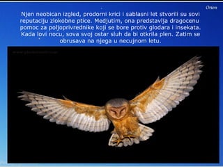 Njen neobican izgled, prodorni krici i sablasni let stvorili su sovi
reputaciju zlokobne ptice. Medjutim, ona predstavlja dragocenu
pomoc za poljoprivrednike koji se bore protiv glodara i insekata.
Kada lovi nocu, sova svoj ostar sluh da bi otkrila plen. Zatim se
obrusava na njega u necujnom letu.
 