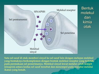 Bentuk
molekul
dan
kimia
otak
Sel pentransmisi
Molekul
sinyal
SINAPSIS
Sel penerima
Molekul reseptor
Satu sel saraf di otak memberi sinyal ke sel saraf lain dengan melepas molekul
yang bentuknya berkomplemen dengan bentuk molekul reseptor yang terletak
pada permukaan sel penerimanya. Molekul sinyal lewat melalui celah sempit
(sinapsis) antara kedua sel saraf tersebut dan menempel pada reseptor melalui
ikatan yang lemah.
 