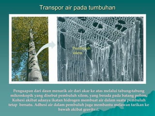 Transpor air pada tumbuhan
Pembuluh
xilem
Penguapan dari daun menarik air dari akar ke atas melalui tabung-tabung
mikroskopik yang disebut pembuluh xilem, yang berada pada batang pohon.
Kohesi akibat adanya ikatan hidrogen membuat air dalam suatu pembuluh
tetap bersatu. Adhesi air dalam pembuluh juga membantu melawan tarikan ke
bawah akibat gravitasi.
 
