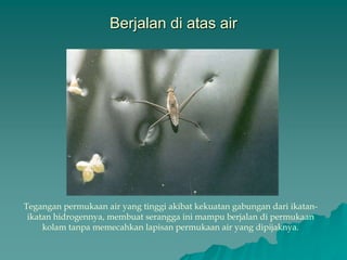 Berjalan di atas air
Tegangan permukaan air yang tinggi akibat kekuatan gabungan dari ikatan-
ikatan hidrogennya, membuat serangga ini mampu berjalan di permukaan
kolam tanpa memecahkan lapisan permukaan air yang dipijaknya.
 