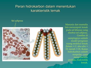Peran hidrokarbon dalam menentukan
karakteristik lemak
Sel adiposa
Manusia dan mamalia
lain menumpuk lemak
pada sel khusus yang
disebut sel adiposa.
Gambar di
sampingnya adalah
model pengisian
ruang molekul lemak
(hitam = C; abu-abu =
H; merah = O). Ikatan
hidrokarbon adalah
nonpolar, yang
menyebabkan
perilaku hidrofobik
lemak.
 
