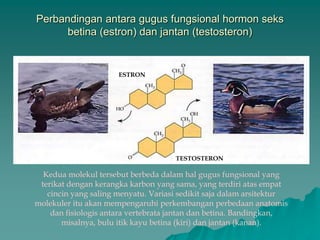 Perbandingan antara gugus fungsional hormon seks
betina (estron) dan jantan (testosteron)
ESTRON
TESTOSTERON
Kedua molekul tersebut berbeda dalam hal gugus fungsional yang
terikat dengan kerangka karbon yang sama, yang terdiri atas empat
cincin yang saling menyatu. Variasi sedikit saja dalam arsitektur
molekuler itu akan mempengaruhi perkembangan perbedaan anatomis
dan fisiologis antara vertebrata jantan dan betina. Bandingkan,
misalnya, bulu itik kayu betina (kiri) dan jantan (kanan).
 