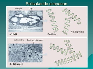 Polisakarida simpanan
(a) Pati
kloroplas pati
Amilosa
Amilopektin
(b) Glikogen
mitokondria butiran glikogen
 