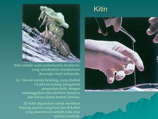Kitin
Kitin adalah suatu polisakarida struktural,
yang membentuk eksoskeleton
(kerangka luar) artropoda.
(a) Hewan sejenis belalang, yang disebut
Cicada ini sedang mengalami
pergantian kulit, dengan
menanggalkan eksoskeleton lamanya
dan keluar dalam bentuk dewasa.
(b) Kitin digunakan untuk membuat
benang operasi yang kuat dan fleksibel
yang akan terurai setelah luka atau
sayatan sembuh.
 