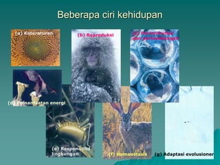 Beberapa ciri kehidupan
(a) Keteraturan
(f) Homeostasis
(c) Pertumbuhan
dan perkembangan
(b) Reproduksi
(e) Respons thd
lingkungan
(d) Pemanfaatan energi
(g) Adaptasi evolusioner
 