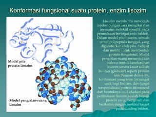 Konformasi fungsional suatu protein, enzim lisozim
Model pita
protein lisozim
Model pengisian-ruang
lisozim
Lisozim membantu mencegah
infeksi dengan cara mengikat dan
memutus molekul spesifik pada
permukaan berbagai jenis bakteri.
Dalam model pita lisozim, sebuah
rantai polipeptida tunggal, yang
digambarkan oleh pita, melipat
dan melilit untuk membentuk
protein fungsional. Model
pengisian-ruang menunjukkan
bahwa bentuk keseluruhan
lisozim secara kasar adalah
butiran (globuler) seperti protein
lain. Namun demikian,
konformasi yang tepat ini sangat
unik bagi lisozim, dan fungsi
terspesialisasi protein ini muncul
dari bentuknya ini. Lekukan pada
permukaan lisozim adalah bagian
protein yang mengenali dan
berikatan dengan molekul target
pada dinding bakteri.
 