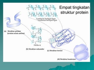 Empat tingkatan
struktur protein
Lembaran berlipat-lipat
Lembaran berlipat-lipat
Heliks α
(a) Struktur primer
(urutan asam amino)
(c) Struktur tersier
(b) Struktur sekunder
(d) Struktur kuaterner
 