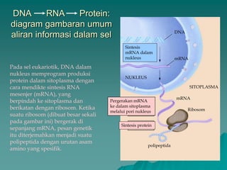 DNA RNA Protein:
diagram gambaran umum
aliran informasi dalam sel DNA
Sintesis
mRNA dalam
nukleus
NUKLEUS
Ribosom
mRNA
mRNA
polipeptida
SITOPLASMA
Pergerakan mRNA
ke dalam sitoplasma
melalui pori nukleus
Sintesis protein
Pada sel eukariotik, DNA dalam
nukleus memprogram produksi
protein dalam sitoplasma dengan
cara mendikte sintesis RNA
mesenjer (mRNA), yang
berpindah ke sitoplasma dan
berikatan dengan ribosom. Ketika
suatu ribosom (dibuat besar sekali
pada gambar ini) bergerak di
sepanjang mRNA, pesan genetik
itu diterjemahkan menjadi suatu
polipeptida dengan urutan asam
amino yang spesifik.
 