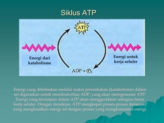 Siklus ATP
Energi dari
katabolisme
Energi untuk
kerja seluler
Energi yang dibebaskan melalui reaksi perombakan (katabolisme) dalam
sel digunakan untuk memfosforilasi ADP, yang akan meregenerasi ATP.
Energi yang tersimpan dalam ATP akan menggerakkan sebagian besar
kerja seluler. Dengan demikian, ATP mengkopel proses-proses dalam sel
yang menghasilkan energi sel dengan proses yang mengkonsumsi energi.
 