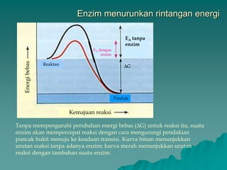 Enzim menurunkan rintangan energi
Kemajuan reaksi
Energibebas
Reaktan
Produk
EA tanpa
enzim
EA dengan
enzim
Tanpa mempengaruhi perubahan energi bebas (∆G) untuk reaksi itu, suatu
enzim akan mempercepat reaksi dengan cara mengurangi pendakian
puncak bukit menuju ke keadaan transisi. Kurva hitam menunjukkan
urutan reaksi tanpa adanya enzim; kurva merah menunjukkan urutan
reaksi dengan tambahan suatu enzim.
 
