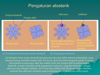 Pengaturan alosterik
Tempat alosterik Aktivator
Tempat aktif
Bentuk aktif Bentuk inaktif
Inhibitor
Bentuk aktif distabilkan
oleh molekul aktivator
alosterik
Bentuk inaktif
distabilkan oleh
molekul inhibitor
alosterik
(a) Perubahan konformasi enzim alosterik (b) Pengaturan alosterik
(a) Sebagian besar enzim alosterik tersusun dari dua atau lebih subunit polipeptida, yang
masing-masing memiliki tempat aktif. Enzim itu akan berosilasi (berganti-ganti) di antara
dua keadaan konformasi, aktif dan inaktif. Jauh dari tempat aktif terdapat tempat
alosterik, reseptor spesifik untuk pengaturan enzim itu, yang bisa berfungsi sebagai
aktivator atau sebagai inhibitor. (b) Di sini kita melihat efek berlawanan dari inhibitor
alosterik dan aktivator alosterik pada konformasi keempat subunit suatu enzim.
 