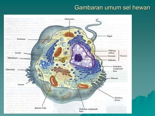 Gambaran umum sel hewan
 