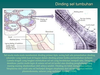 Dinding sel tumbuhan
Sel muda mula-mula membentuk dinding primer tipis, sering kali ada penambahan dinding
sekunder yang lebih kuat di bagian dalam dinding primer ketika pertumbuhan terhenti.
Lamela tengah yang lengket melekatkan sel-sel yang berdekatan menjadi satu. Dengan
demikian, partisi multi-lapis di antara sel-sel ini terdiri atas dinding penghubung yang
masing-masing disekresikan oleh selnya sendiri. Dinding ini tidak mengisolasi selnya:
Sitoplasma dari salah satu sel berlanjut dengan sitoplasma dari sel tetangganya melalui
plasmodesmata, saluran yang melintasi dinding (TEM).
 