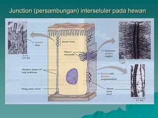 Junction (persambungan) interseluler pada hewan
 