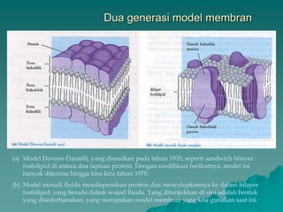 Dua generasi model membran
(a) Model Davson-Danielli, yang diusulkan pada tahun 1935, seperti sandwich bilayer
fosfolipid di antara dua lapisan protein. Dengan modifikasi berikutnya, model ini
banyak diterima hingga kira-kira tahun 1970.
(b) Model mosaik fluida mendispersikan protein dan mencelupkannya ke dalam bilayer
fosfolipid, yang berada dalam wujud fluida. Yang ditunjukkan di sini adalah bentuk
yang disederhanakan, yang merupakan model membran yang kita gunakan saat ini.
 