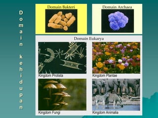 D
o
m
a
i
n
k
e
h
i
d
u
p
a
n
Domain Bakteri Domain Archaea
Domain Eukarya
Kingdom Protista
Kingdom AnimaliaKingdom Fungi
Kingdom Plantae
 