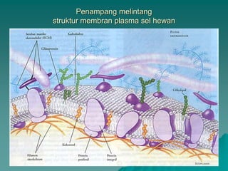 Penampang melintang
struktur membran plasma sel hewan
 