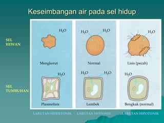 Keseimbangan air pada sel hidup
SEL
TUMBUHAN
SEL
HEWAN
LARUTAN HIPERTONIK LARUTAN HIPOTONIKLARUTAN ISOTONIK
Plasmolisis Bengkak (normal)
Mengkerut
Lembek
Normal Lisis (pecah)
H2O H2O
H2OH2OH2OH2O
H2OH2O
 