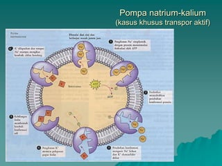 Pompa natrium-kalium
(kasus khusus transpor aktif)
 