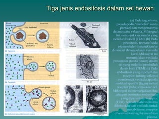 Tiga jenis endositosis dalam sel hewan
(a) Pada fagositosis,
pseudopodia “menelan” suatu
partikel dan mengemasnya
dalam suatu vakuola. Mikrograf
ini menunjukkan amuba yang
menelan bakteri (TEM). (b) Pada
pinositosis, tetesan fluida
ekstraseluler dimasukkan ke
dalam sel dalam sebuah vesikula
kecil. Mikrograf ini
menunjukkan vesikula
pinositosis (tanda panah) dalam
sel yang melapisi pembuluh
darah kecil (TEM). (c) Pada
endositosis yang diperantarai
reseptor, lubang terlapisi
membentuk vesikula apabila
molekul spesifik (ligan) terikat
reseptor pada permukaan sel.
Mikrograf ini menunjukkan dua
tahapan berurutan endositosis
yang diperantarai reseptor
(TEM). Setelah materi tercerna
dibebaskan dari vesikula untuk
metabolisme, reseptor
dikembalikan lagi ke membran
plasma.
 