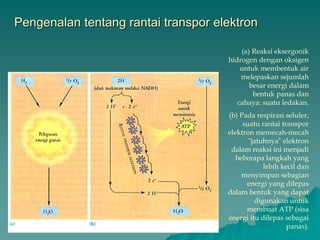 Pengenalan tentang rantai transpor elektron
(a) Reaksi eksergonik
hidrogen dengan oksigen
untuk membentuk air
melepaskan sejumlah
besar energi dalam
bentuk panas dan
cahaya: suatu ledakan.
(b) Pada respirasi seluler,
suatu rantai transpor
elektron memecah-mecah
“jatuhnya” elektron
dalam reaksi ini menjadi
beberapa langkah yang
lebih kecil dan
menyimpan sebagian
energi yang dilepas
dalam bentuk yang dapat
digunakan untuk
membuat ATP (sisa
energi itu dilepas sebagai
panas).
 