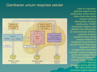 Gambaran umum respirasi seluler
Pada sel eukariotik,
glikolisis terjadi di luar
mitokondria dalam sitosol.
Siklus Krebs dan rantai
transpor elektron
ditempatkan di dalam
mitokondria. NADH
mentransfer elektron dari
glikolisis dan siklus Krebs
ke rantai transpor elektron,
yang ada di dalam
membran krista. Rantai
transpor elektron ini
mengubah energi kimiawi
menjadi bentuk yang dapat
digunakan untuk
menggerakkan fosforilasi
oksidatif, yang bertanggung
jawab atas sebagian besar
ATP yang dihasilkan oleh
respirasi seluler. Sejumlah
kecil ATP dibentuk
langsung selama glikolisis
dan siklus Krebs oleh
fosforilasi tingkat-substrat.
 