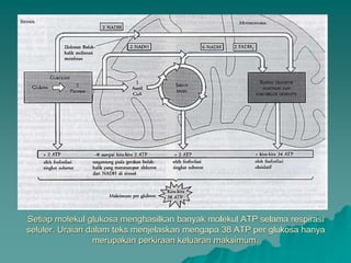 Setiap molekul glukosa menghasilkan banyak molekul ATP selama respirasi
seluler. Uraian dalam teks menjelaskan mengapa 38 ATP per glukosa hanya
merupakan perkiraan keluaran maksimum.
 