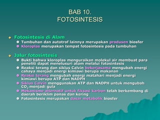 BAB 10.
FOTOSINTESIS
 Fotosintesis di Alam
 Tumbuhan dan autotrof lainnya merupakan produsen biosfer
 Kloroplas merupakan tempat fotosintesis pada tumbuhan
 Jalur fotosintesis
 Bukti bahwa kloroplas menguraikan molekul air membuat para
peneliti dapat menelusuri atom melalui fotosintesis
 Reaksi terang dan siklus Calvin bekerjasama mengubah energi
cahaya menjadi energi kimiawi berupa makanan
 Reaksi terang mengubah energi matahari menjadi energi
kimiawi berupa ATP dan NADPH
 Siklus Calvin menggunakan ATP dan NADPH untuk mengubah
CO2 menjadi gula
 Mekanisme alternatif untuk fiksasi karbon telah berkembang di
daerah beriklim panas dan kering
 Fotosintesis merupakan dasar metabolik biosfer
 