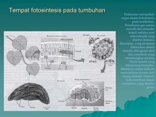 Tempat fotosintesis pada tumbuhan
Dedaunan merupakan
organ utama fotosintesis
pada tumbuhan.
Pertukaran gas antara
mesofil dan atmosfer
terjadi melalui pori
mikroskopik yang
disebut stomata.
Kloroplas, yang terutama
ditemukan dalam
mesofil, dilingkupi oleh
dua membran yang
membungkus stroma,
fluida kental yang
dikandung kloroplas.
Membran sistem tilakoid
memisahkan stroma dari
ruang tilakoid. Tilakoid
terkonsentrasi dalam
tumpukan yang disebut
grana
 
