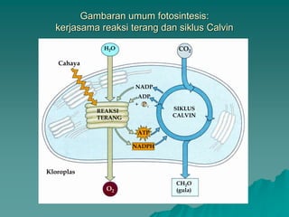 Gambaran umum fotosintesis:
kerjasama reaksi terang dan siklus Calvin
REAKSI
TERANG
CH2O
(gula)
SIKLUS
CALVIN
CO2
O2
Kloroplas
H2O
Cahaya
NADPH
ATP
ADP
NADP
+ P i
 