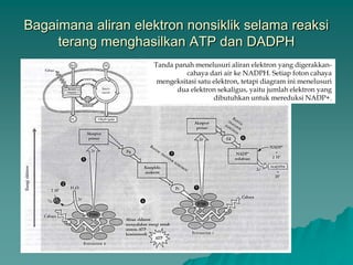Bagaimana aliran elektron nonsiklik selama reaksi
terang menghasilkan ATP dan DADPH
Tanda panah menelusuri aliran elektron yang digerakkan-
cahaya dari air ke NADPH. Setiap foton cahaya
mengeksitasi satu elektron, tetapi diagram ini menelusuri
dua elektron sekaligus, yaitu jumlah elektron yang
dibutuhkan untuk mereduksi NADP+.
 