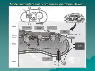 Model sementara untuk organisasi membran tilakoid
 