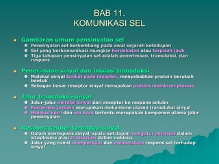BAB 11.
KOMUNIKASI SEL
 Gambaran umum pensinyalan sel
 Pensinyalan sel berkembang pada awal sejarah kehidupan
 Sel yang berkomunikasi mungkin berdekatan atau terpisah jauh
 Tiga tahapan pensinyalan sel adalah penerimaan, transduksi, dan
respons
 Penerimaan sinyal dan inisiasi transduksi
 Molekul sinyal terikat pada reseptor, menyebabkan protein berubah
bentuk
 Sebagan besar reseptor sinyal merupakan protein membran-plasma
 Jalur transduksi-sinyal
 Jalur-jalur merelai sinyal dari reseptor ke respons seluler
 Fosforilasi protein merupakan mekanisme utama transduksi sinyal
 Molekul kecil dan ion kecil tertentu merupakan komponen utama jalur
pensinyalan
 Respons seluler terhadap sinyal
 Dalam merespons sinyal, suatu sel dapat mengatur aktivitas dalam
sitoplasma atau transkripsi dalam nukleus
 Jalur yang rumit memperkuat dan menentukan respons sel terhadap
sinyal
 