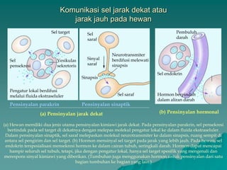 Komunikasi sel jarak dekat atau
jarak jauh pada hewan
Sel target
Sel
saraf
Sinapsis
Sinyal
saraf
Sel saraf
Neurotransmiter
berdifusi melewati
sinapsis
Sel target
Sel
pensekresi
Vesikulas
sekretoris
Pengatur lokal berdifusi
melalui fluida ekstraseluler
Pensinyalan parakrin
(a) Pensinyalan jarak dekat
Pensinyalan sinaptik
(b) Pensinyalan hormonal
Sel endokrin
Pembuluh
darah
Hormon berpindah
dalam aliran darah
(a) Hewan memiliki dua jenis utama pensinyalan kimiawi jarak dekat. Pada pensinyalan parakrin, sel pensekresi
bertindak pada sel target di dekatnya dengan melepas molekul pengatur lokal ke dalam fluida ekstraseluler.
Dalam pensinyalan sinaptik, sel saraf melepaskan molekul neurotransmiter ke dalam sinapsis, ruang sempit di
antara sel pengirim dan sel target. (b) Hormon mensinyal sel target pada jarak yang lebih jauh. Pada hewan, sel
endokrin terspesialisasi mensekresi hormon ke dalam cairan tubuh, seringkali darah. Hormon dapat mencapai
hampir seluruh sel tubuh, tetapi, jika dengan pengatur lokal, hanya sel target spesifik yang mengenali dan
merespons sinyal kimiawi yang diberikan. (Tumbuhan juga menggunakan hormon untuk pensinyalan dari satu
bagian tumbuhan ke bagian yang lain.)
 