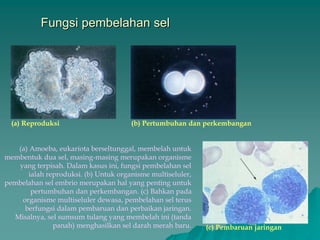 Fungsi pembelahan sel
(a) Reproduksi
(c) Pembaruan jaringan
(b) Pertumbuhan dan perkembangan
(a) Amoeba, eukariota berseltunggal, membelah untuk
membentuk dua sel, masing-masing merupakan organisme
yang terpisah. Dalam kasus ini, fungsi pembelahan sel
ialah reproduksi. (b) Untuk organisme multiseluler,
pembelahan sel embrio merupakan hal yang penting untuk
pertumbuhan dan perkembangan. (c) Bahkan pada
organisme multiseluler dewasa, pembelahan sel terus
berfungsi dalam pembaruan dan perbaikan jaringan.
Misalnya, sel sumsum tulang yang membelah ini (tanda
panah) menghasilkan sel darah merah baru.
 