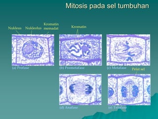Mitosis pada sel tumbuhan
(a) Profase
(e) Telofase(d) Anafase
(c) Metafase(b) Prometafase
Nukleus Nukleolus
Pelat sel
Kromatin
Kromatin
memadat
 