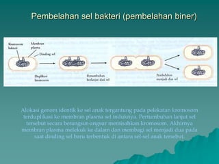 Pembelahan sel bakteri (pembelahan biner)
Alokasi genom identik ke sel anak tergantung pada pelekatan kromosom
terduplikasi ke membran plasma sel induknya. Pertumbuhan lanjut sel
tersebut secara berangsur-angsur memisahkan kromosom. Akhirnya
membran plasma melekuk ke dalam dan membagi sel menjadi dua pada
saat dinding sel baru terbentuk di antara sel-sel anak tersebut.
 