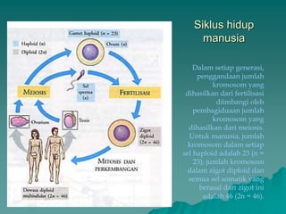 Siklus hidup
manusia
Dalam setiap generasi,
penggandaan jumlah
kromosom yang
dihasilkan dari fertilisasi
diimbangi oleh
pembagiduaan jumlah
kromosom yang
dihasilkan dari meiosis.
Untuk manusia, jumlah
kromosom dalam setiap
sel haploid adalah 23 (n =
23); jumlah kromosom
dalam zigot diploid dan
semua sel somatik yang
berasal dari zigot ini
adalah 46 (2n = 46).
 